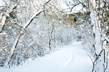 Trees with snow .