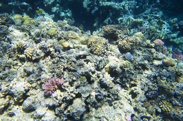 Naklejka na ściany i meble Multicolored corals on the seabed