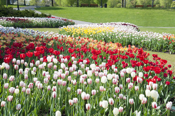 Rows of tulips in bloom