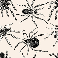 pattern of the poisonous spiders