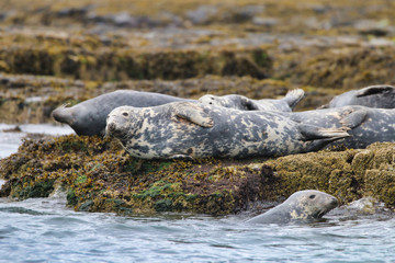 Grey Seal in the Farne Islands