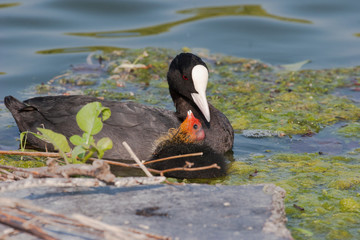 Foulque macroule (fulica atra) et juvénile