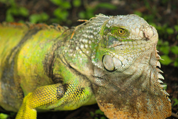 Iguana