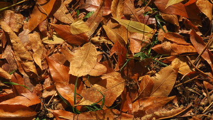 brown leaves