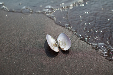 Fototapeta na wymiar Shell on sand