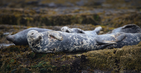 Grey Seal in the Farne Islands