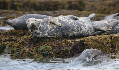Grey Seal in the Farne Islands