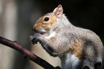 Grey Squirrel