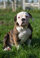 American Bulldog puppy on nature