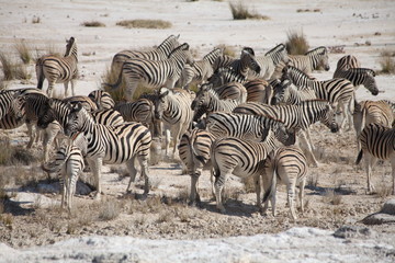 Fototapeta na wymiar Zebra haerd in Etosha National Park
