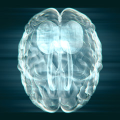 X-ray brain ,3d rendering.