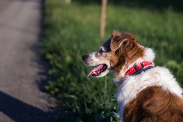 Kromfohrl&auml;nder dog portrait