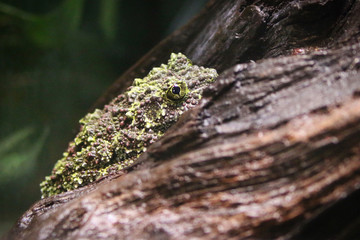 Mossy Frog