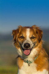 Justin the kromfohrländer dog portrait