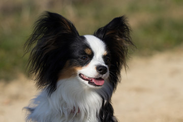 Papillon dog see something