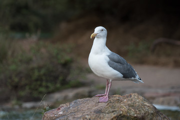 Obraz premium seagull