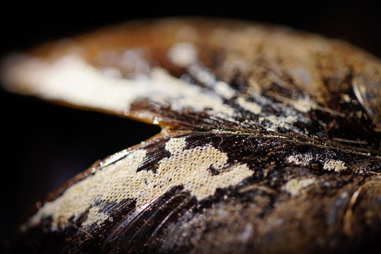 Au&szlig;enrand der Schale einer Miesmuschel