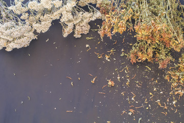 Tutsan Milfoil Dry Medical Herb Black Background Spa Phytotherapy Aromatherapy Alternative Medicine Concept Copy Space