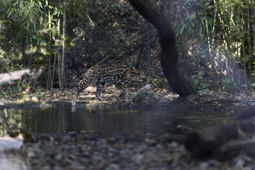 The ocelot (Leopardus pardalis)
