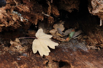 autumn background with dry leaves