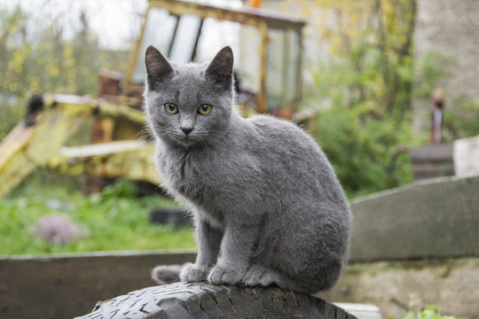 The village grey cat is waiting for the owners