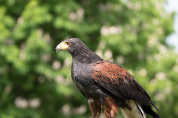 Harris hawk in static position