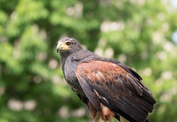 Harris hawk in static position