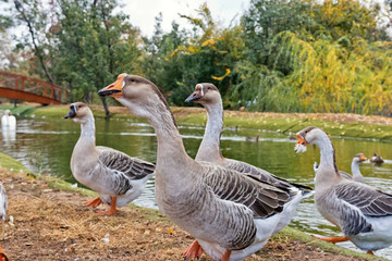 A flock of domestic geese walking on the shore of the pond