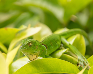 Baby Green Iguana On Green Leaves