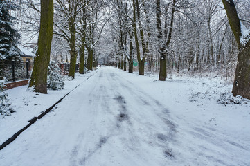 Naklejka premium Snow-covered branches of trees and dirt road in winter in Poland.