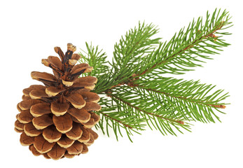 Fototapeta premium Pine cone with branch isolated on a white background