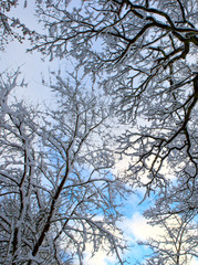 Trees with snow in winter .