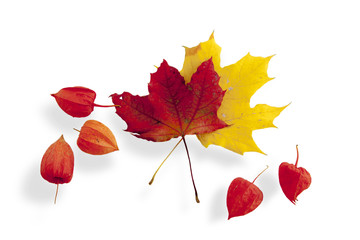 Red and yellow maple leaf with Physalis berries on white background