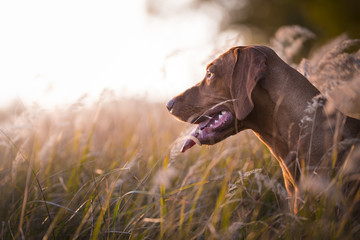 Head of hungarian hound dog in evening sunset
