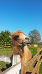 Camel