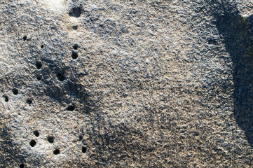 Surface of sea rock with dried and glued sea algae closeup as natural background