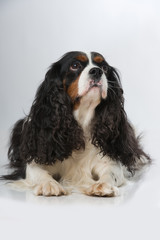 Cavalier King Charles Spaniel