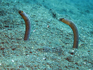 Taylors Röhrenaal (Heteroconger taylori)