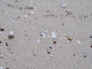 Fototapeta na wymiar the sand on the beach with seashell