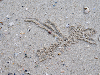 Hole on the beach There are sand piles drilled out of the hole. The crab cleans its nest. There are shells around.