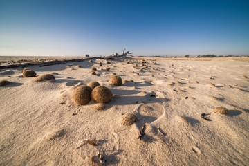 Beach in Tunisia strewn with balls of algae.