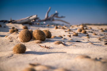 Beach in Tunisia strewn with balls of algae.