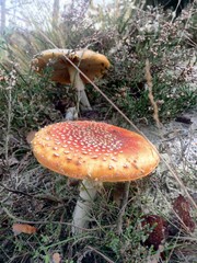 Red fly agaric mushroom or toadstool in the grass latin name is amanita muscaria toxic mushroom