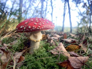 Red fly agaric mushroom or toadstool in the grass latin name is amanita muscaria toxic mushroom