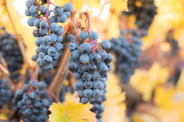 Fall vineyard grape harvest 