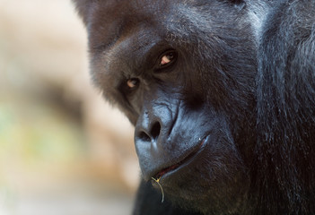 Western gorilla