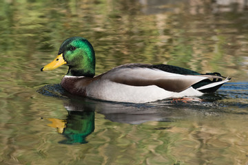 Mallard