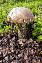 Iceland Mushroom