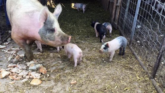 Large sow in pig pen with piglets, feeding