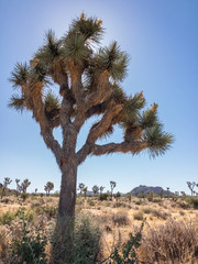 joshua tree